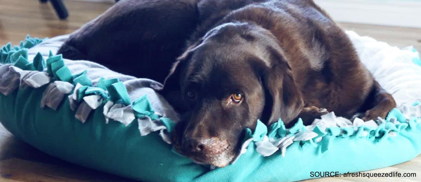 Small bed for dogs or cats
