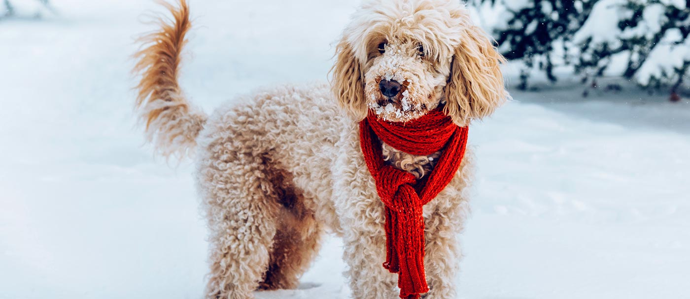 Winter scarf or sweater for dogs or cats