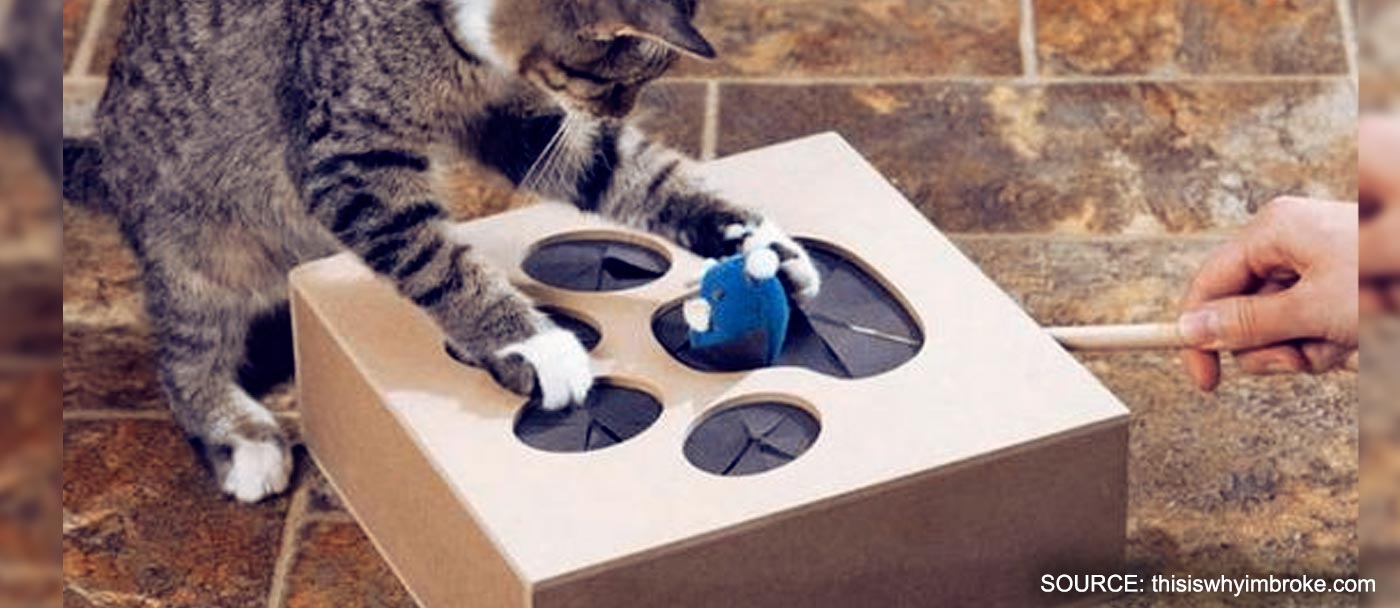 Wooden puzzle for cats