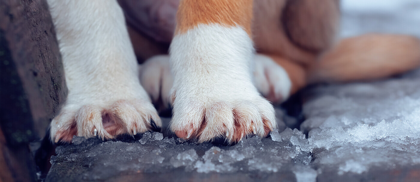 How to protect your dog's paws in winter to avoid cracking and infections in dog paws.