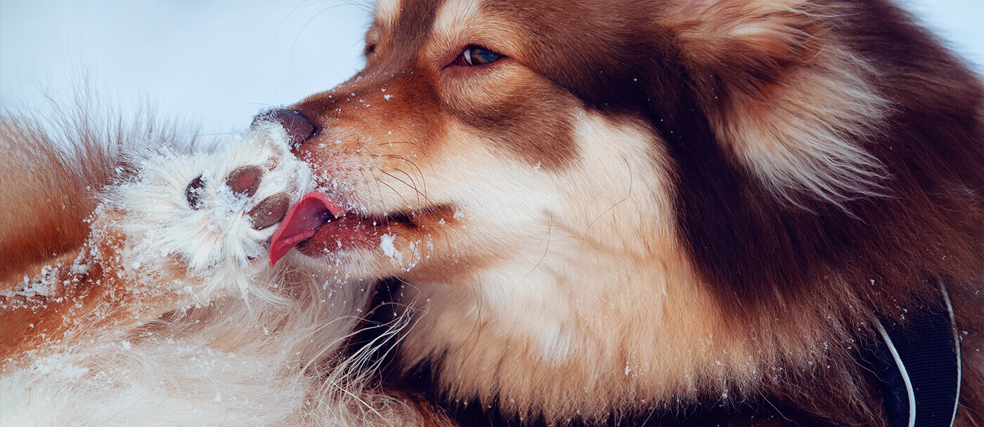 De-icing salts and animals, how to prevent your dog from eating de-icing products.