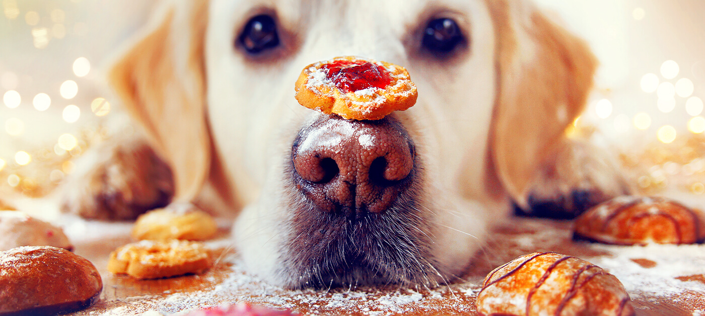 A dog with a Christmas biscuit on its snout waits for its owner to allow it to eat.