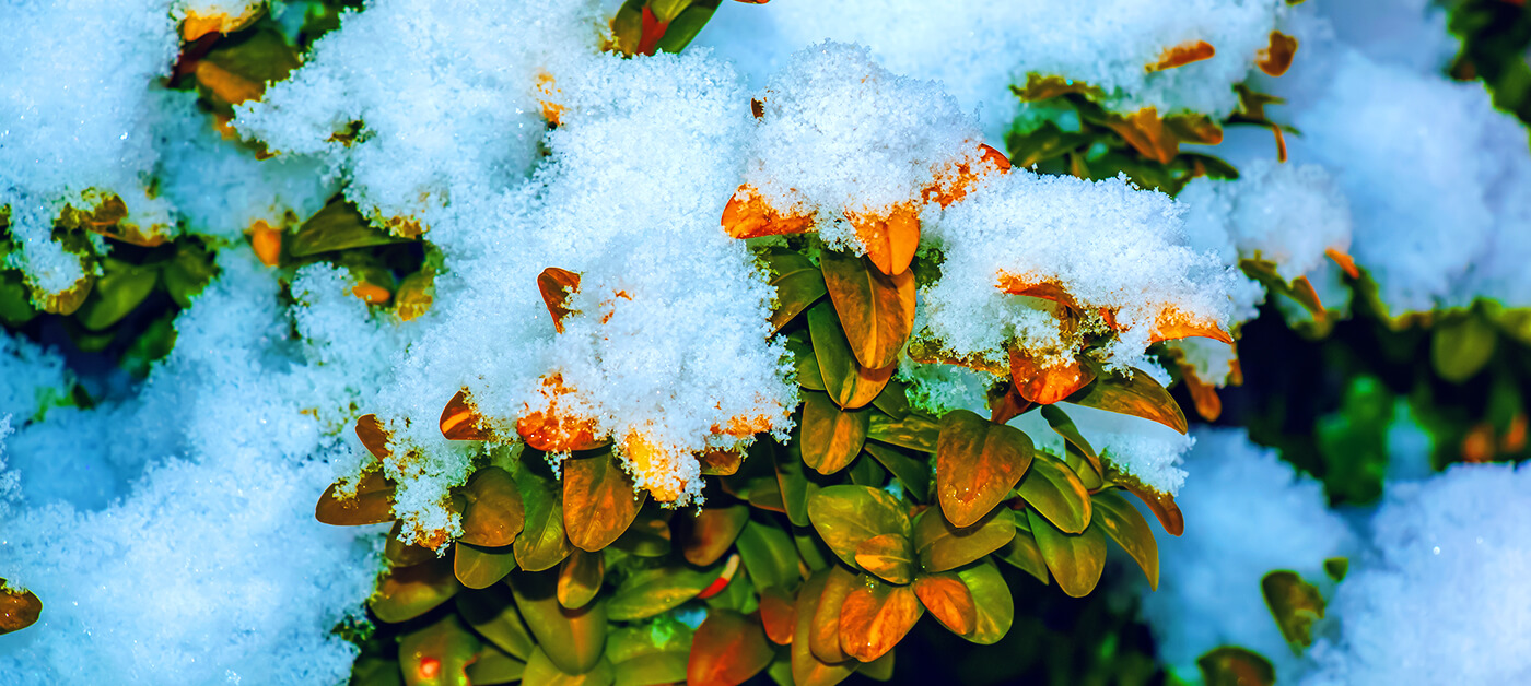 alaskan-winter-salt-injury-04