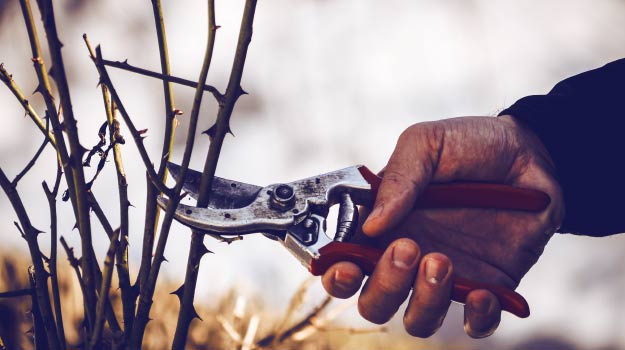 Personne faisant la taille d'arbre