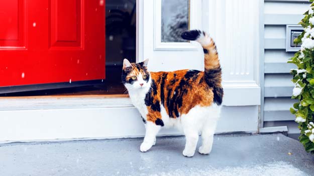 Chat dans la neige