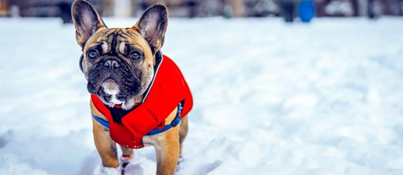 Conseils pour protéger votre animal du froid cet hiver