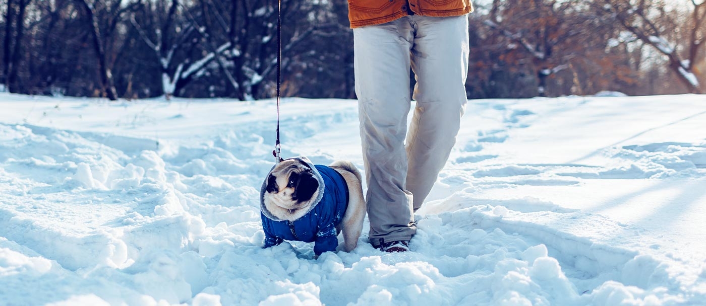 5 Idées de cadeau à fabriquer vous-même pour votre animal
