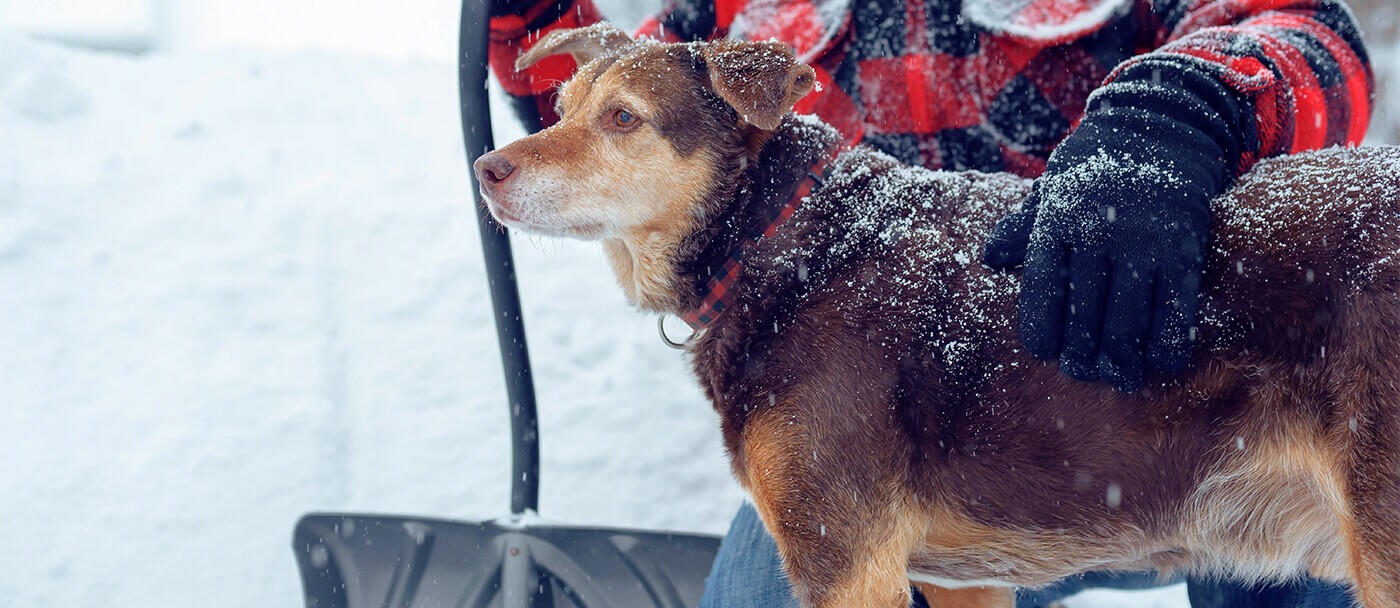 Les chiens et la neige : comment protéger les coussinets des chiens dans la neige, contre le froid et l'hiver.