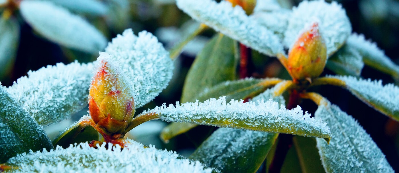alaskan-winter-salt-injury-01